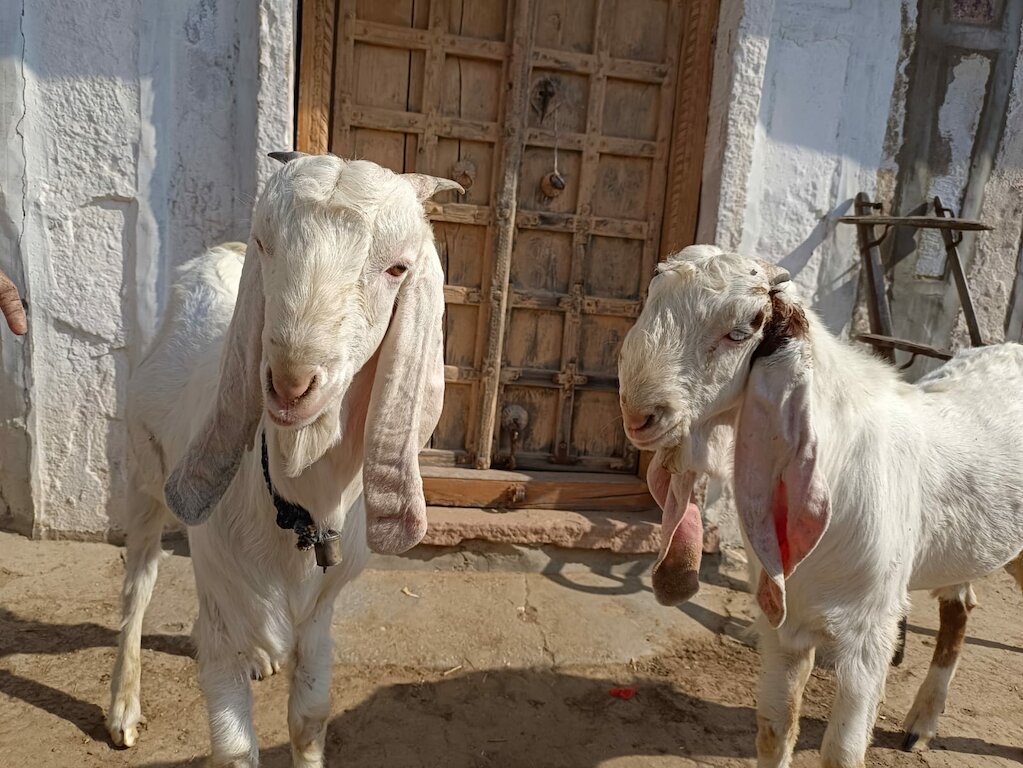 Buy Some of My Best Friends Are Old Goats Online in India 